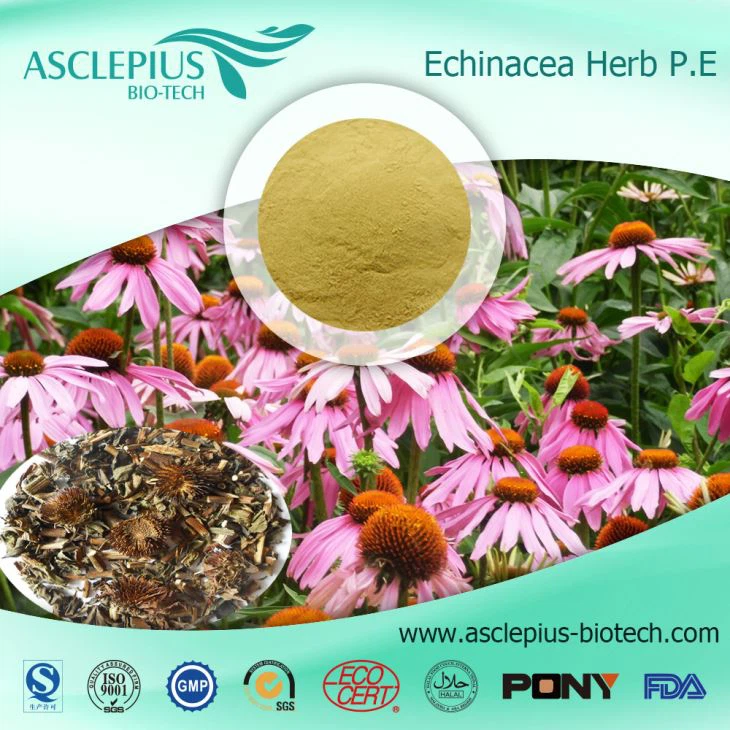Echinacea ایکسٹریکٹ پاؤڈر سپلائی کرنے والا ہول سیل/ فعال اجزاء پولیفینول، سیکورک ایسڈ، فارمونونٹین ہیں