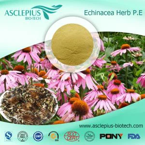 Echinacea ایکسٹریکٹ پاؤڈر سپلائی کرنے والا ہول سیل/ فعال اجزاء پولیفینول، سیکورک ایسڈ، فارمونونٹین ہیں