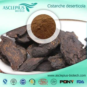 Cistanche Tubulosa اقتباس فراہم کنندہ تھوک/,cistanoside,echinacoside,acteoside